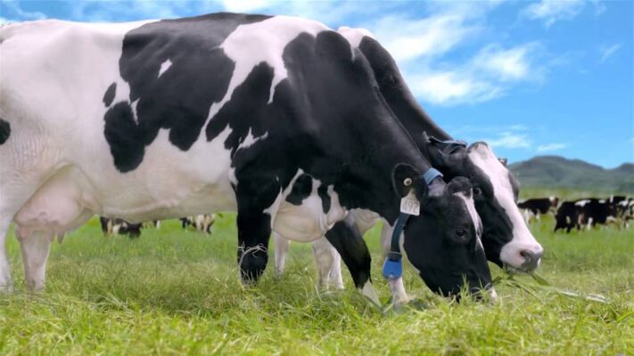 Học thuyết “bò sữa” sẽ chỉ cho bạn cách kinh doanh nào phù hợp và hiệu quả nhất!